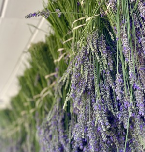drying lavender