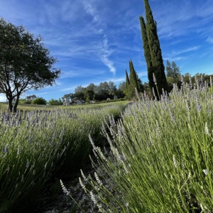 Planting and growing lavender