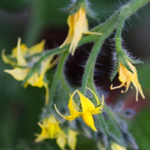 why are my tomato flowers falling off