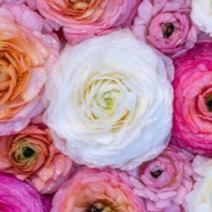 planting ranunculus bulbs