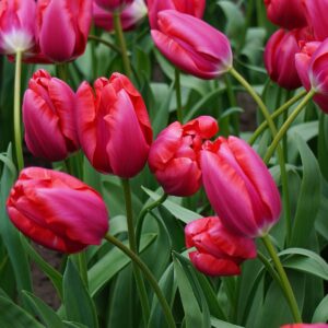how to plant tulips
