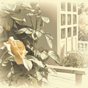 watering roses
