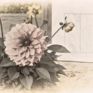 where to get dahlias