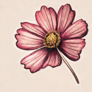 cosmos flowers