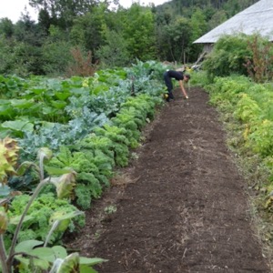 organic gardening