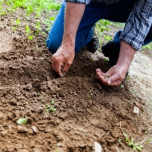 garden soil guide