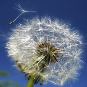 how to eliminate weeds without chemicals