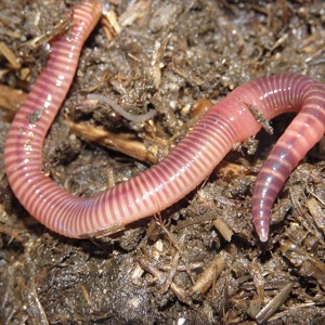 worm fertilizer