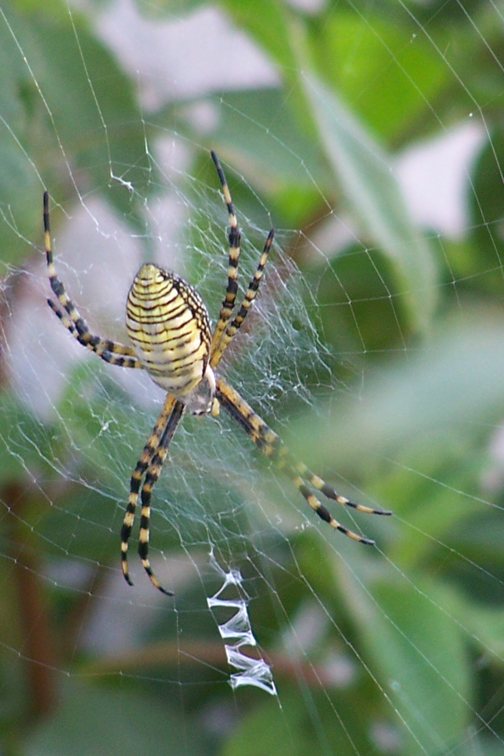 all about garden spiders
