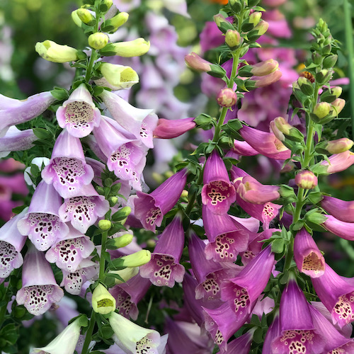 digitalis plant
