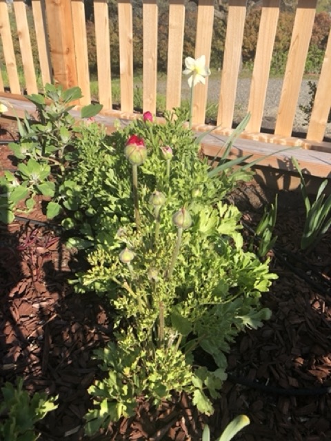 ideas for raised planters