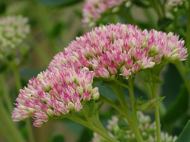 stone crop flowers for zero maintenance gardening