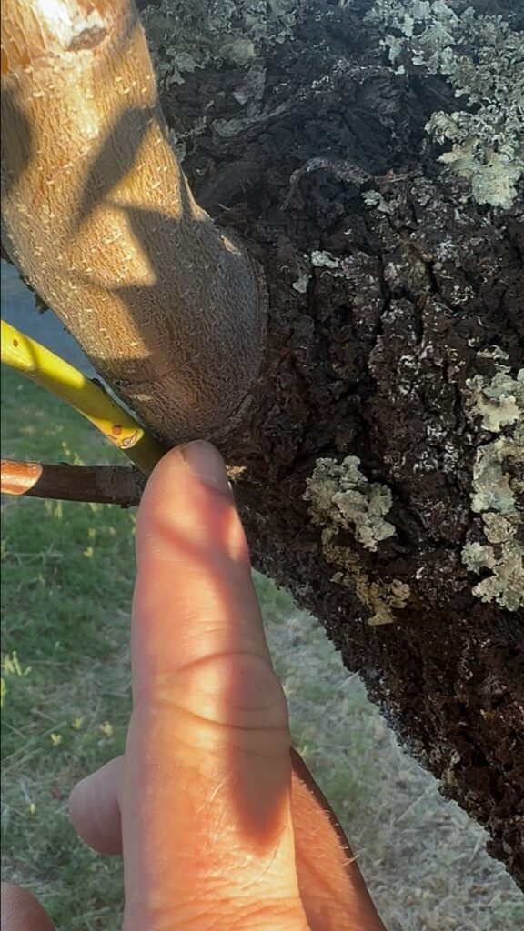 what is a branch collar
