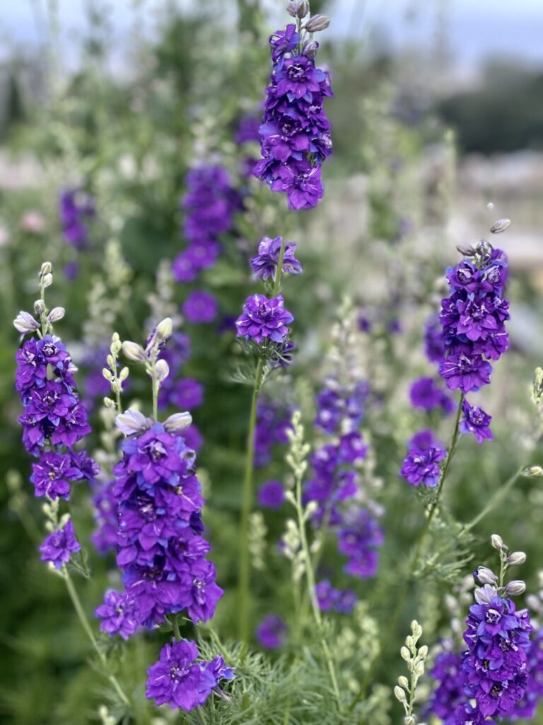 cut flowers - delphinium