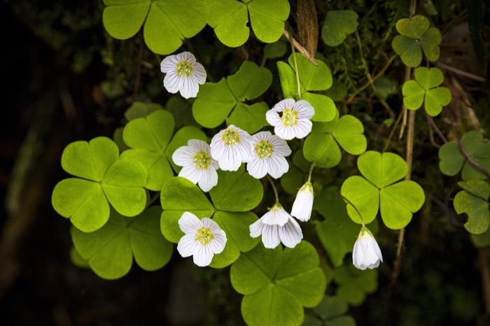 st patrick in the garden