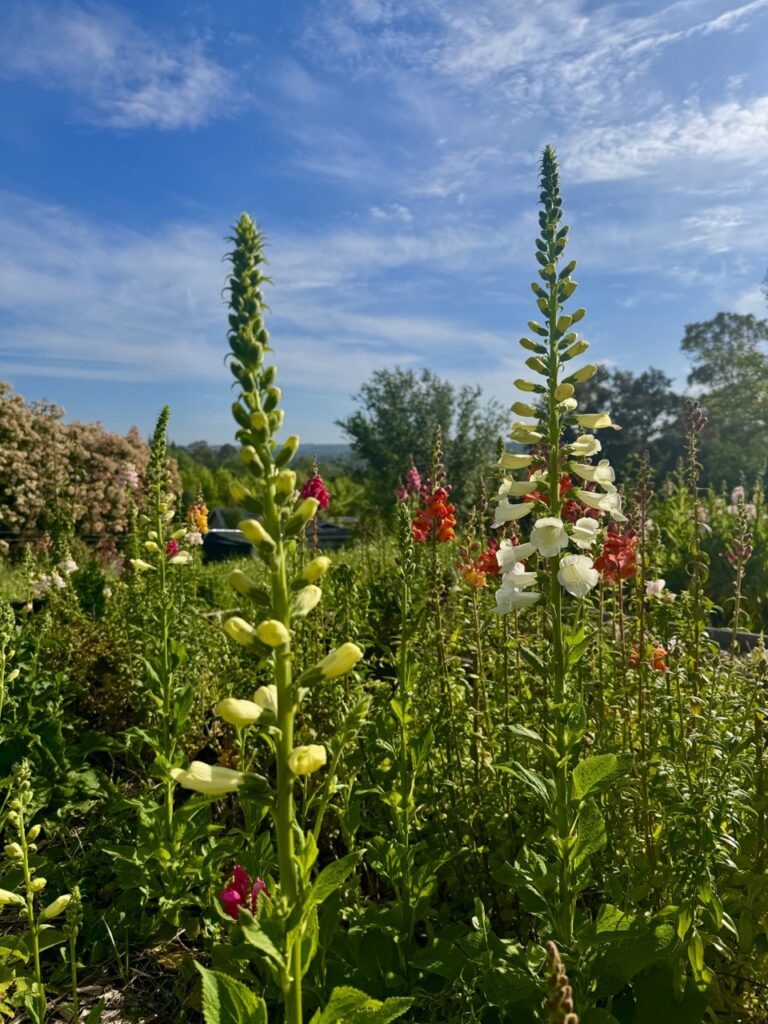 all about harvesting foxglove and snapdragons