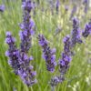 🌿 Lavender FAQs – Answers to the Most Common (and Surprising) Questions