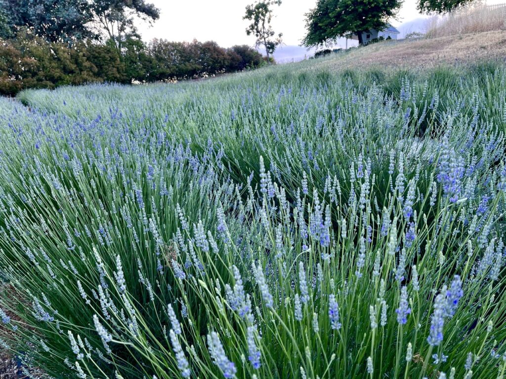 how to prune lavender