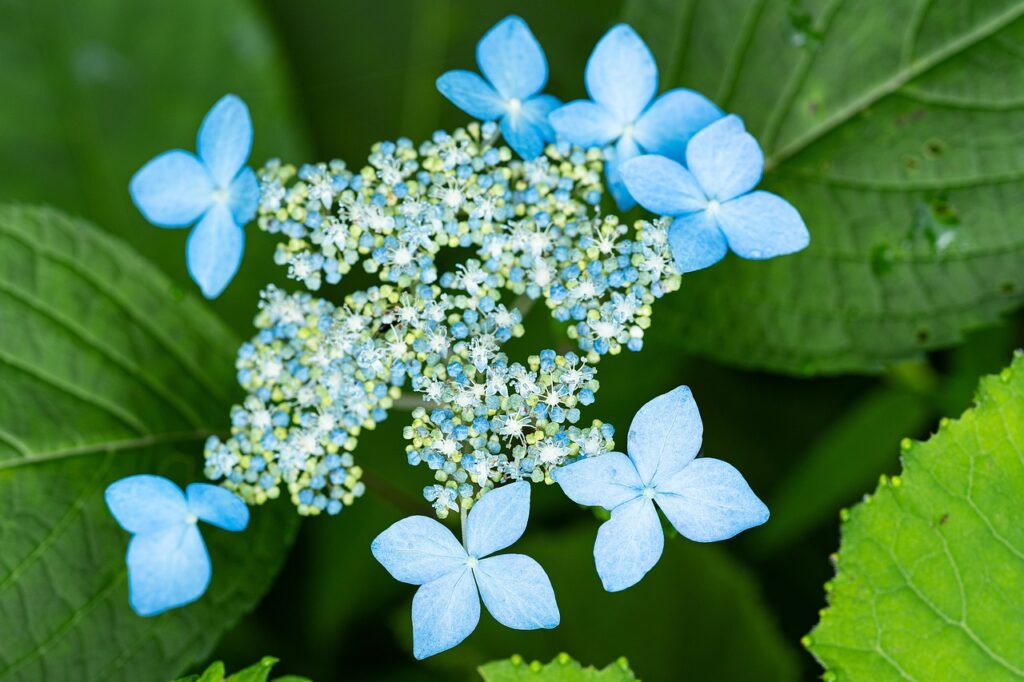 Hydrangea serrata