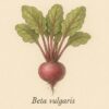 Growing Beets – A Root Crop Worth the Space