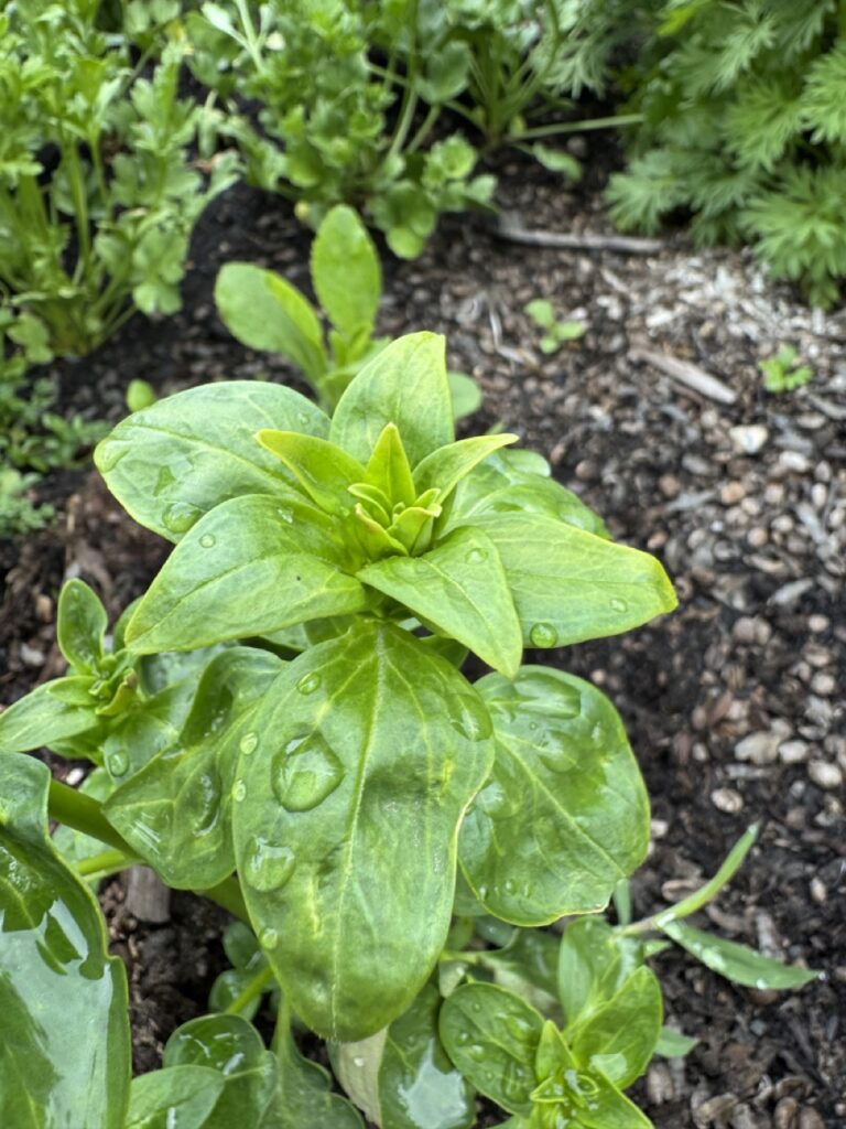 june plant list