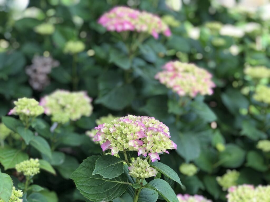 Bigleaf Hydrangea (Hydrangea macrophylla)
