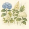 Types of Hydrangeas – A Guide to These Beloved Garden Beauties