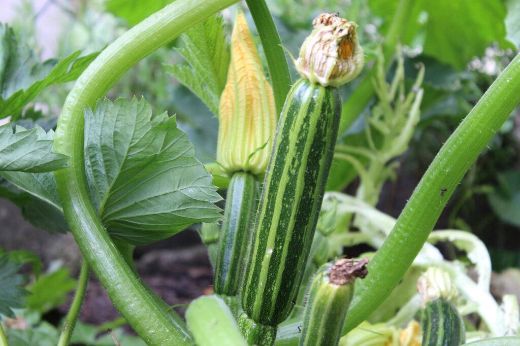 grow zuchini