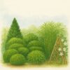 🏡 Best Trees and Bushes for Privacy Fast – Grow Your Own Green Wall