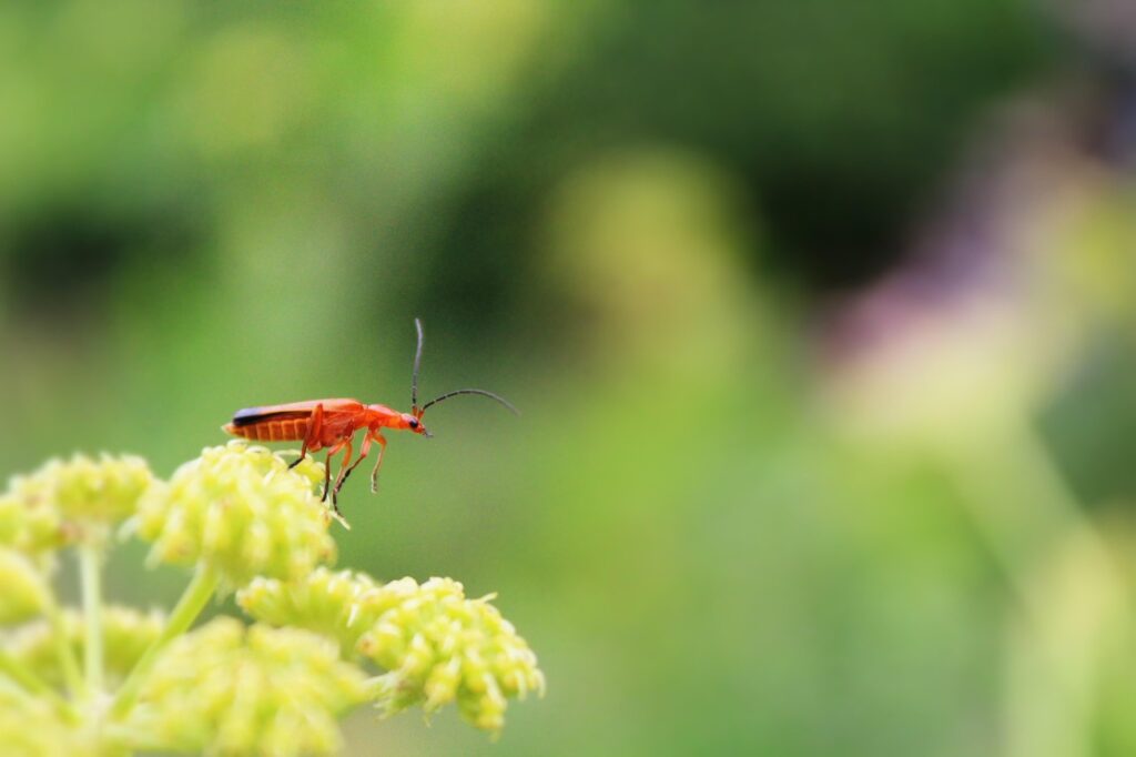 bbeetles as pollinators
