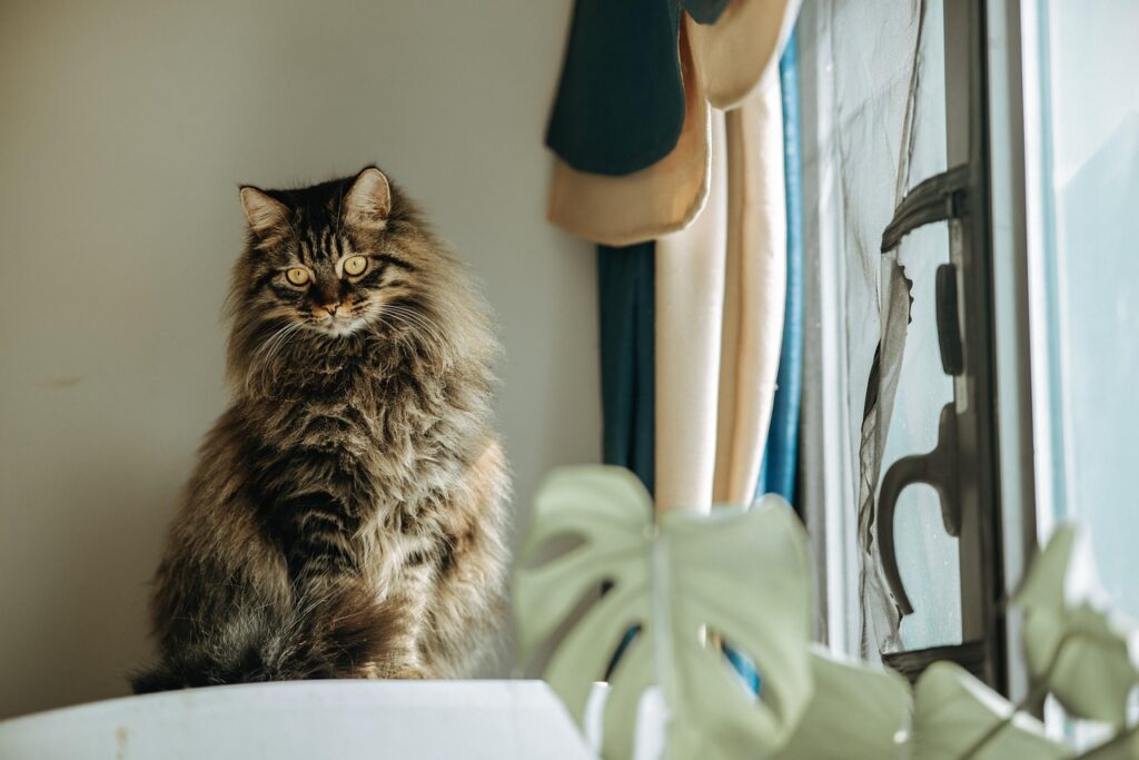 plants that are not toxic to cats
