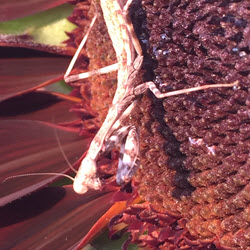 how to grow sunflowers