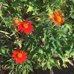 mexican sunflower