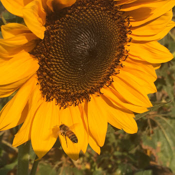 planting growing sunflowers